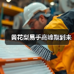 黄花梨易手高峰期到来(图1) 黄花梨易手高峰期到来(图1)