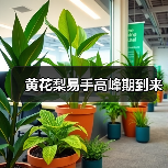 黄花梨易手高峰期到来(图4) 黄花梨易手高峰期到来(图4)
